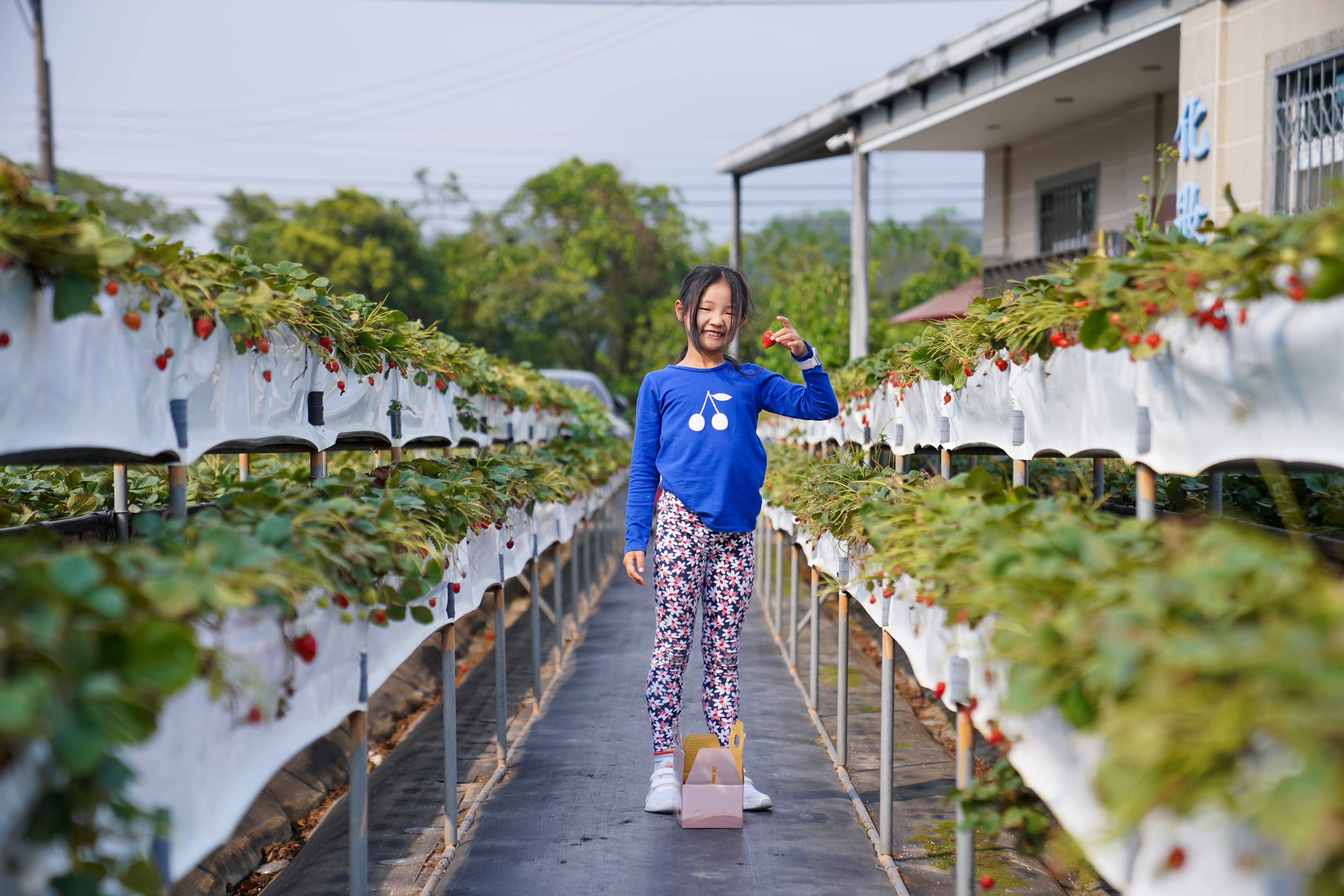 大湖採草莓